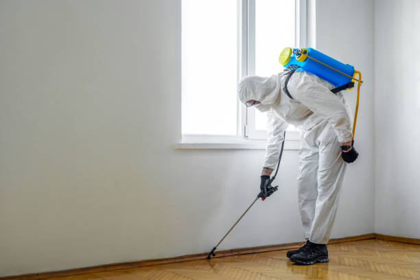 Wasp Removal Services in Markham, IL