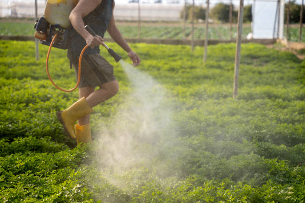 Wasp Removal Services in Markham, IL