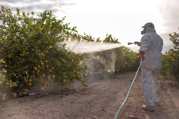 Best Rat Extermination Near Me  in Markham, IL